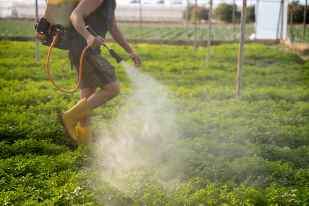 Best Pest Inspection Near Me  in Melrose Park, IL