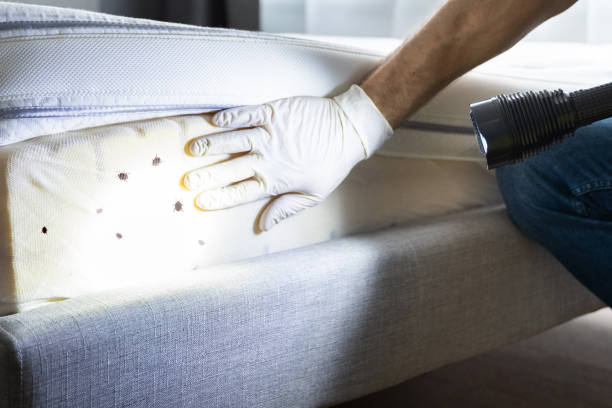 Best Residential Pest Control  in Melrose Park, IL