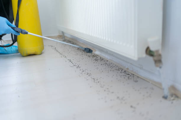 Best Cockroach Control Services  in Melrose Park, IL
